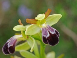 Ophrys_dyris_Mendiga_haut